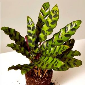 12” Rattlesnake Plant